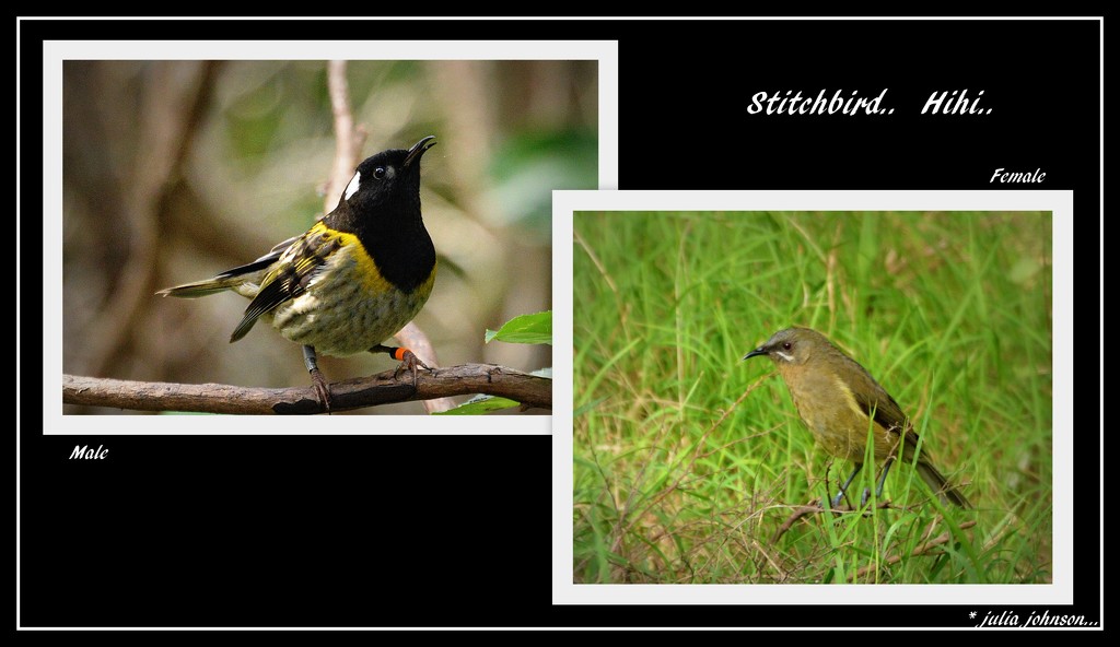 Stitchbird ... Hihi.. by julzmaioro