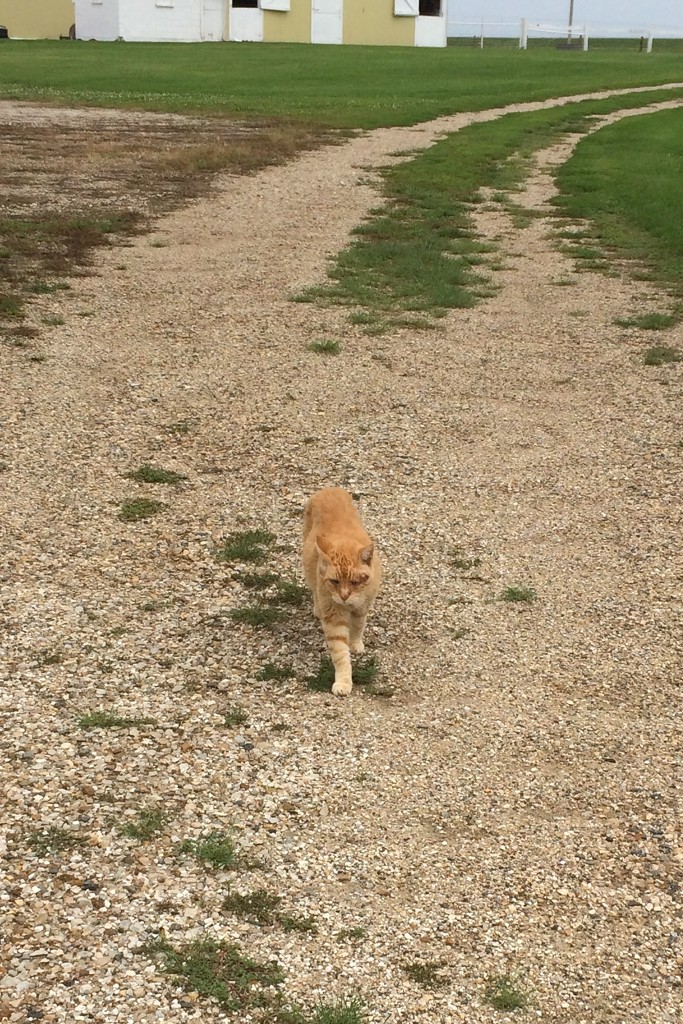My walking companion today...18 year old Carmel Kitty! by bjchipman