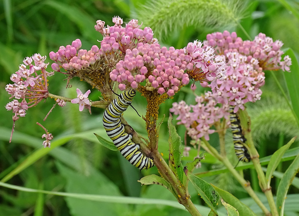 Monarch Caterpillars on Swamp Milkweed by annepann