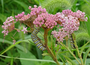 23rd Aug 2016 - Monarch Caterpillars on Swamp Milkweed