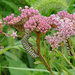 Monarch Caterpillars on Swamp Milkweed by annepann
