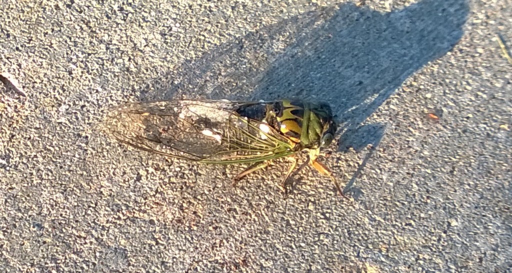 Mr. Cicada by scoobylou