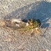 Mr. Cicada by scoobylou