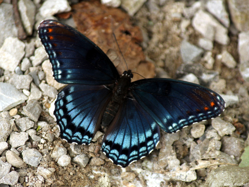 'Astyanax' Red-spotted Purple by rhoing