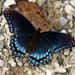 'Astyanax' Red-spotted Purple by rhoing