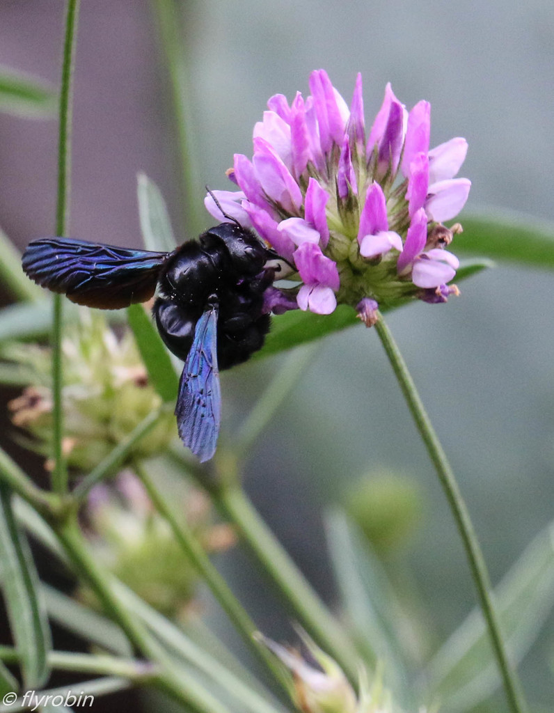 Black bee by flyrobin
