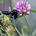 Black bee by flyrobin