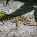 Green lizard by flyrobin