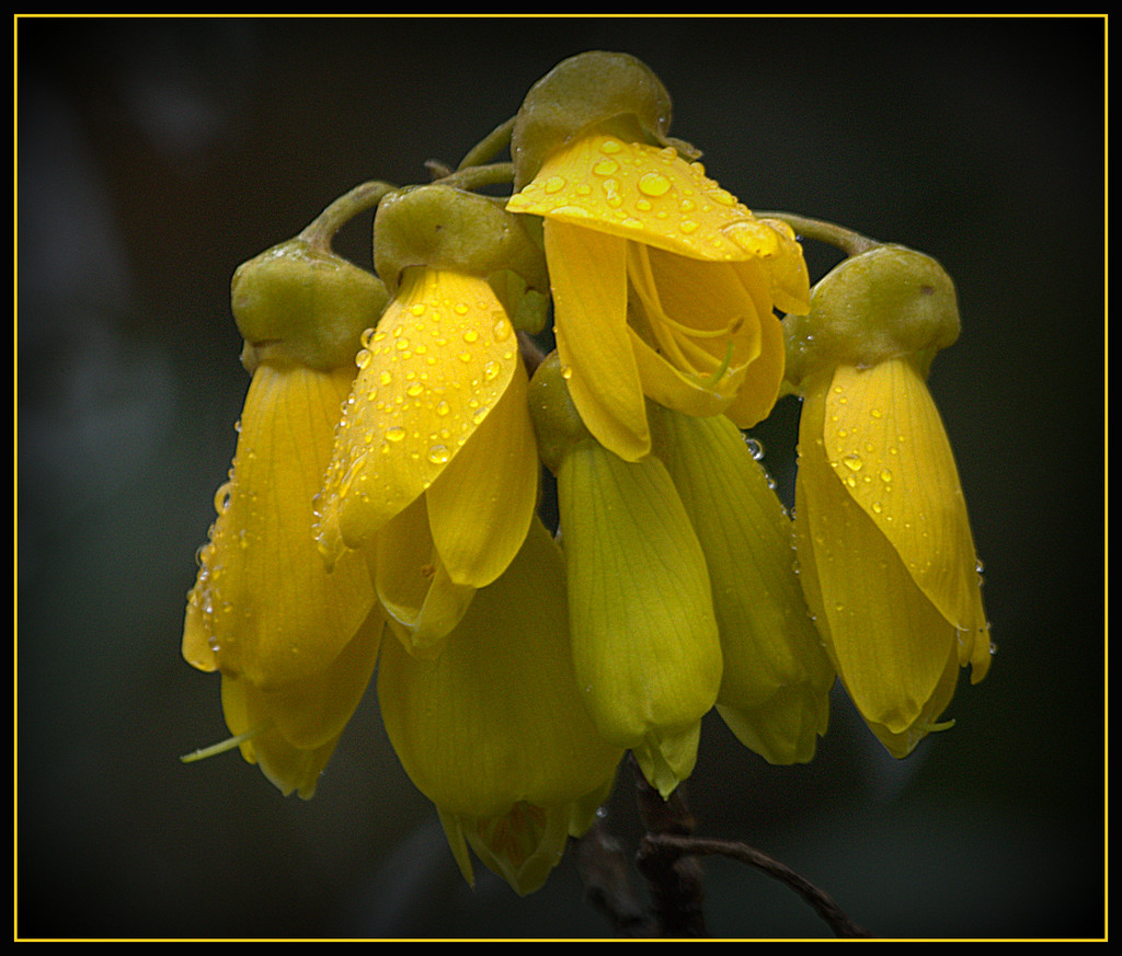 Kowhai by dide
