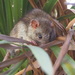 Insouciant rat by laroque