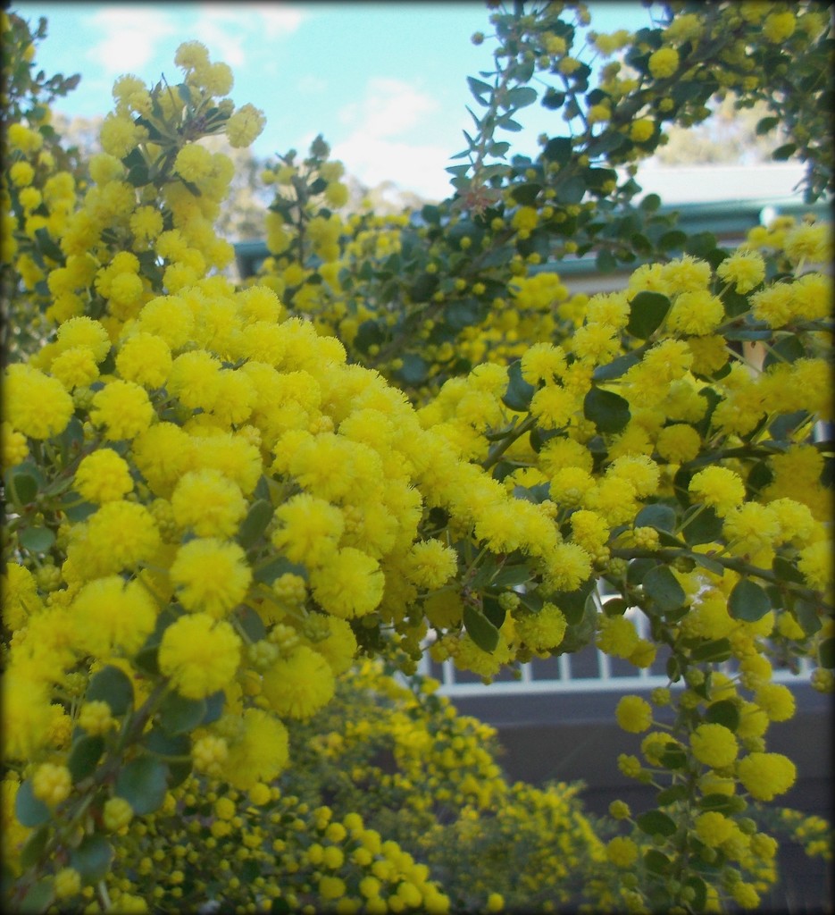 yellow pompoms by cruiser