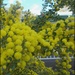 yellow pompoms by cruiser
