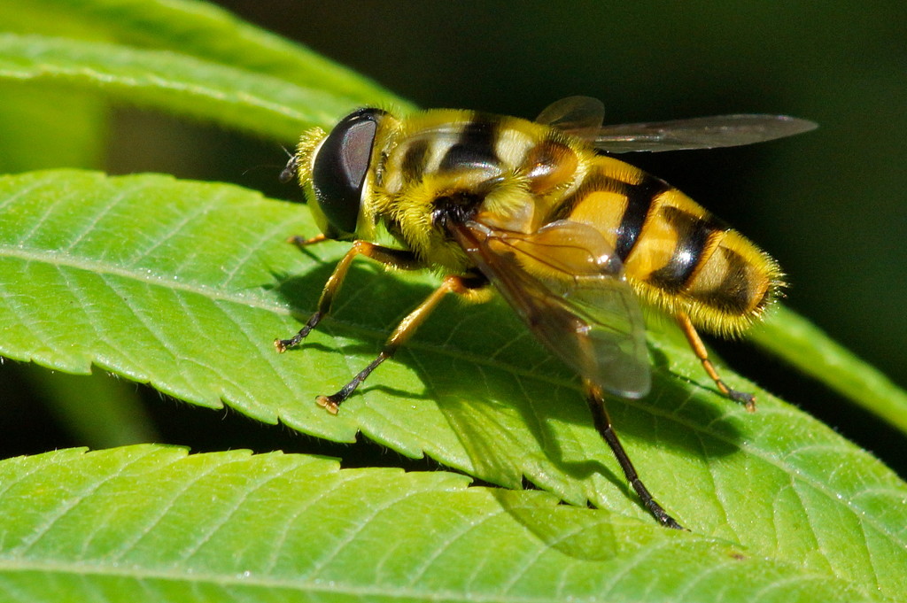 ANOTHER HOVER-FLY by markp