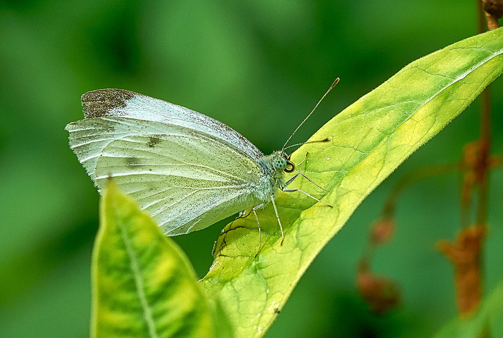 White Butterfly by gardencat