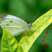White Butterfly by gardencat
