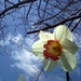 Daffodil Day by pandorasecho