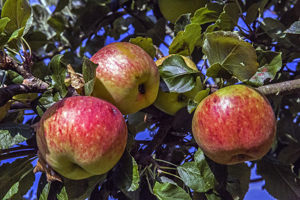 Ripening Apples by megpicatilly