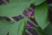 25th Aug 2016 - Beautyberry