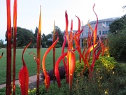 25th Aug 2016 - Chihuly in the Gardens