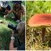 Mushroom by dridsdale