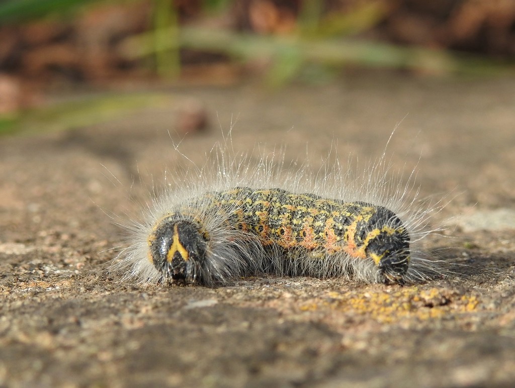 A Buff Tip moth caterpillar by roachling