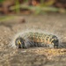 A Buff Tip moth caterpillar by roachling