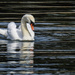 246 - Swan by bob65
