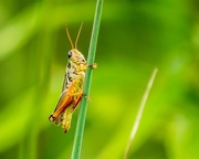 26th Aug 2016 - Grasshopper 