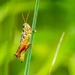Grasshopper  by rminer