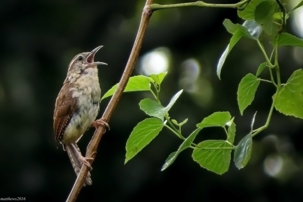 How Can Something That Small Make Such a Big Noise? by milaniet