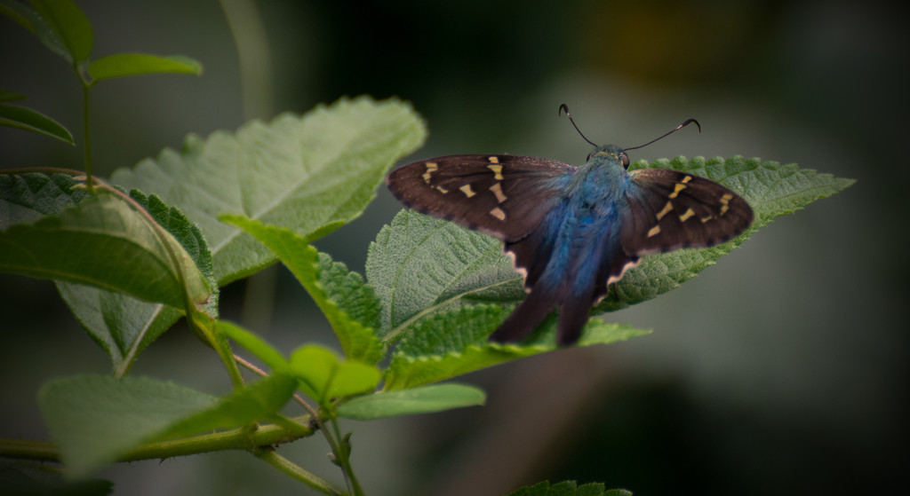Long-Tailed Skipper! by rickster549