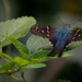 Long-Tailed Skipper! by rickster549