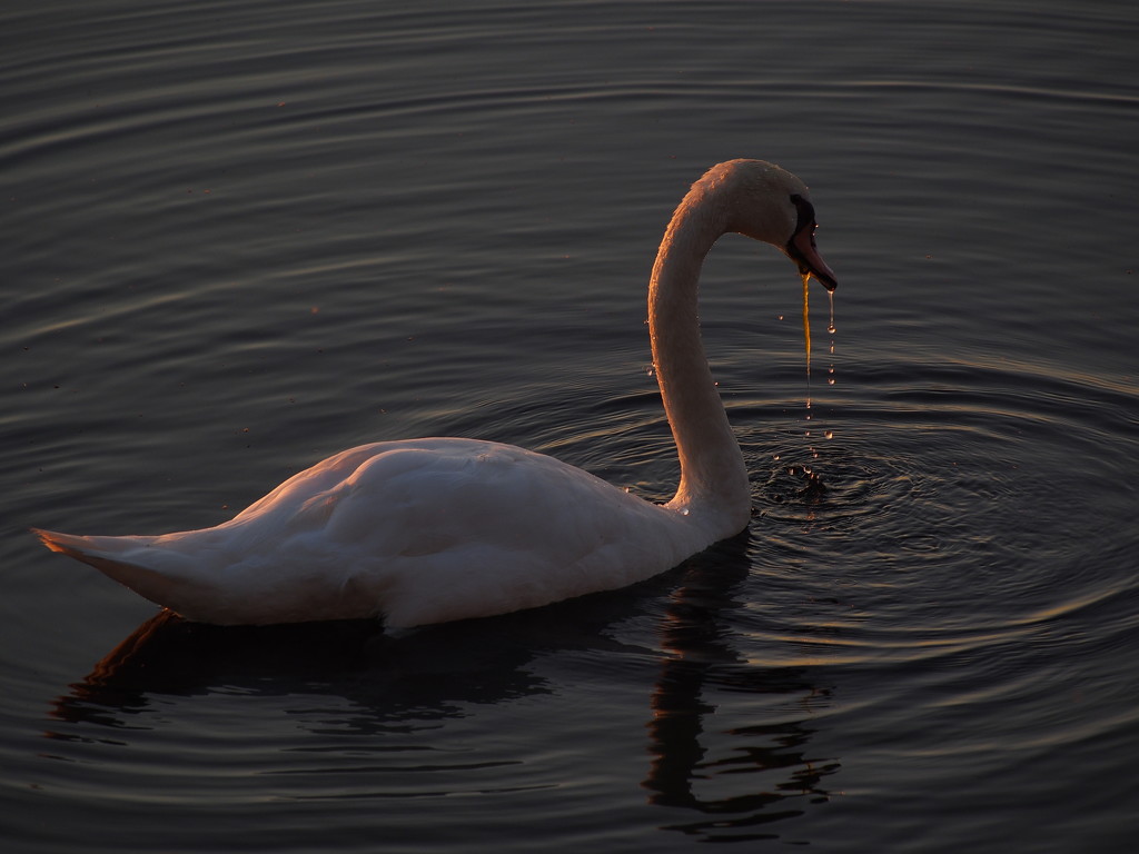 Sun Kissed Swan by selkie