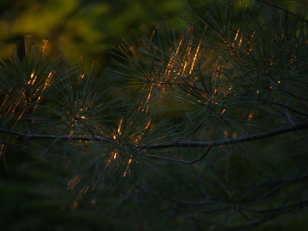 Golden Needles by selkie