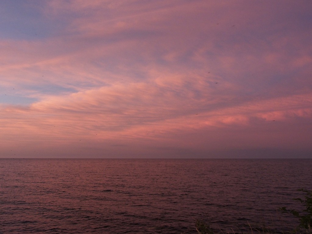 Pink Morning by selkie