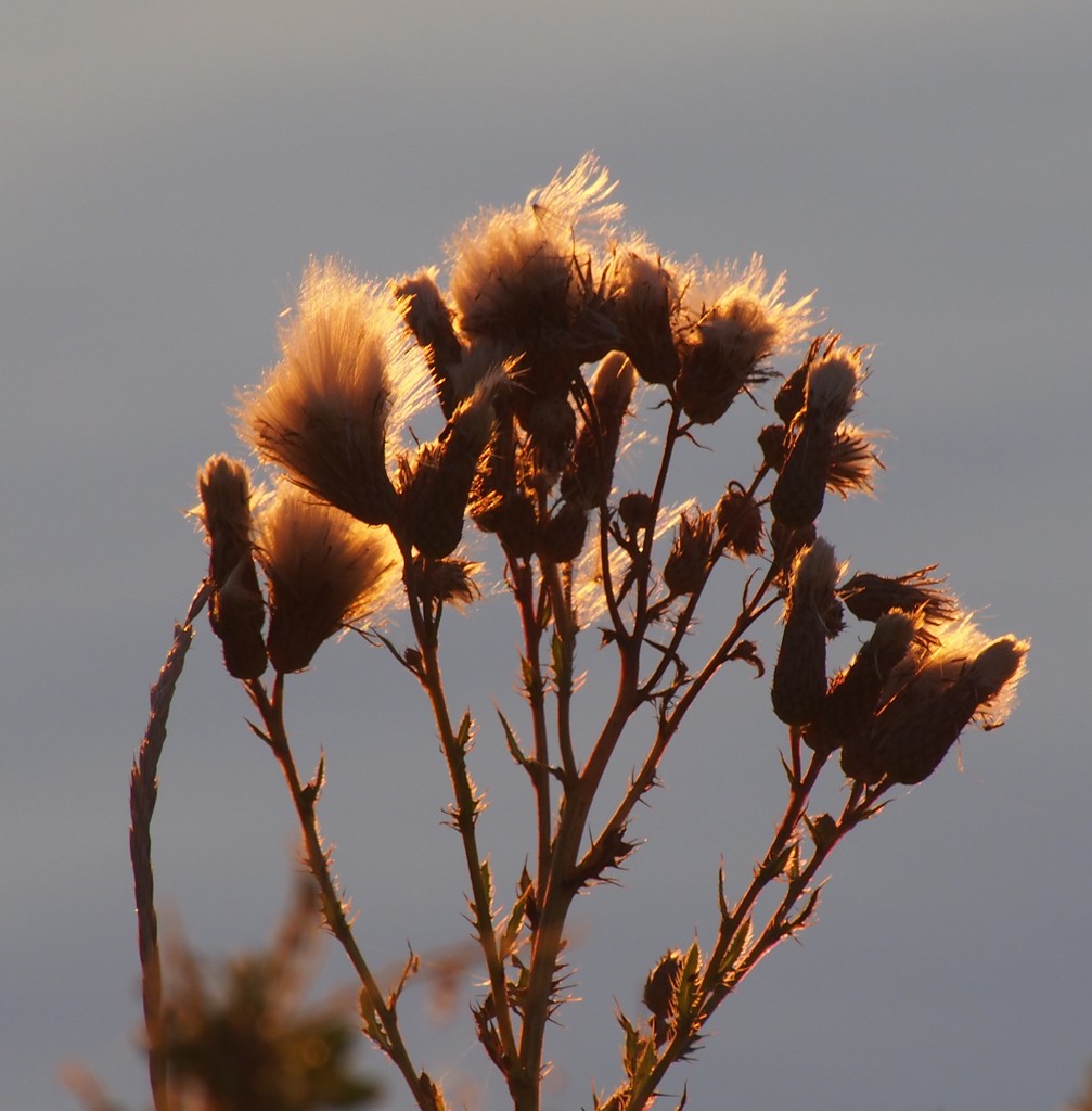 Sun Kissed Wildflower 3 by selkie