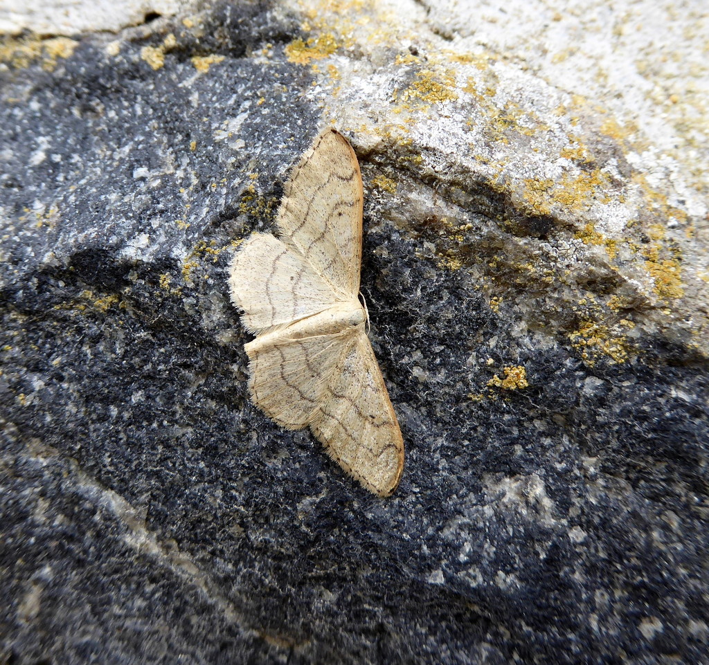 Moths of Brittany 17 .Riband wave by steveandkerry