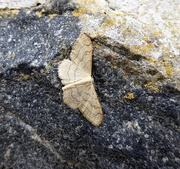 27th Aug 2016 - Moths of Brittany 17 .Riband wave