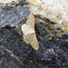 Moths of Brittany 17 .Riband wave by steveandkerry