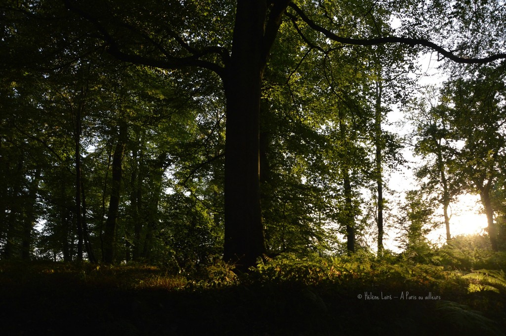 Forest by parisouailleurs