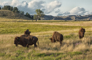 26th Aug 2016 - bison