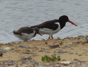 26th Aug 2016 - Oystercatcher and Chick