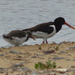 Oystercatcher and Chick by susiemc