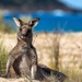 Showin' off the pecs at the beach by pusspup