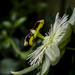 Passion Flower by tonygig