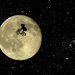 the cow jumped over the moon by summerfield