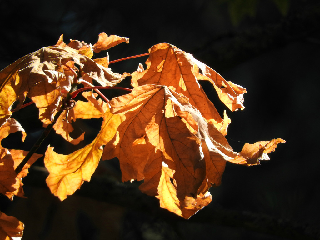Brown Leaves by seattlite
