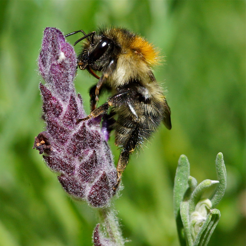 BUMBLEBEE & LAVENDER by markp