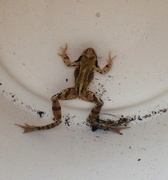 26th Aug 2016 - Frog in a bucket