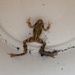 Frog in a bucket by denidouble